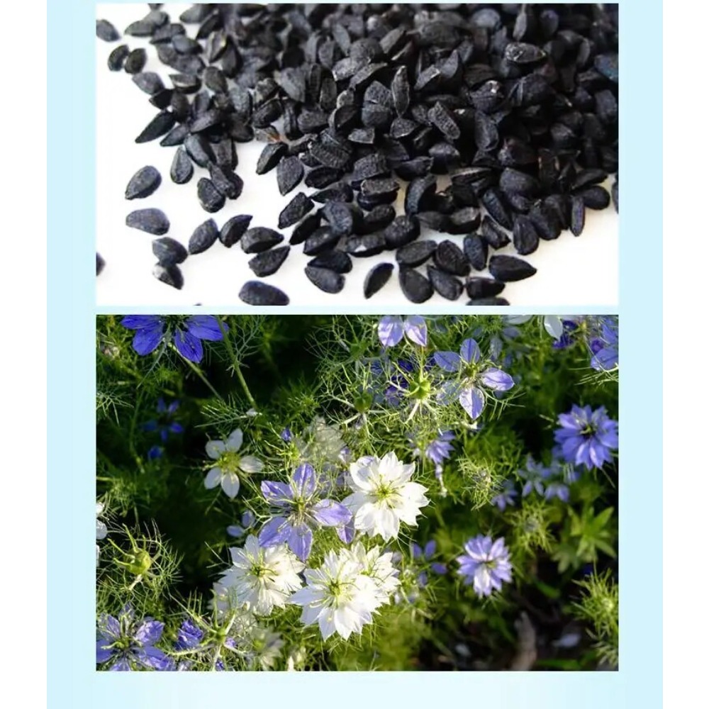 Premium Indian Black Seed Oil  - Hair Care Indian ulasan dan harga